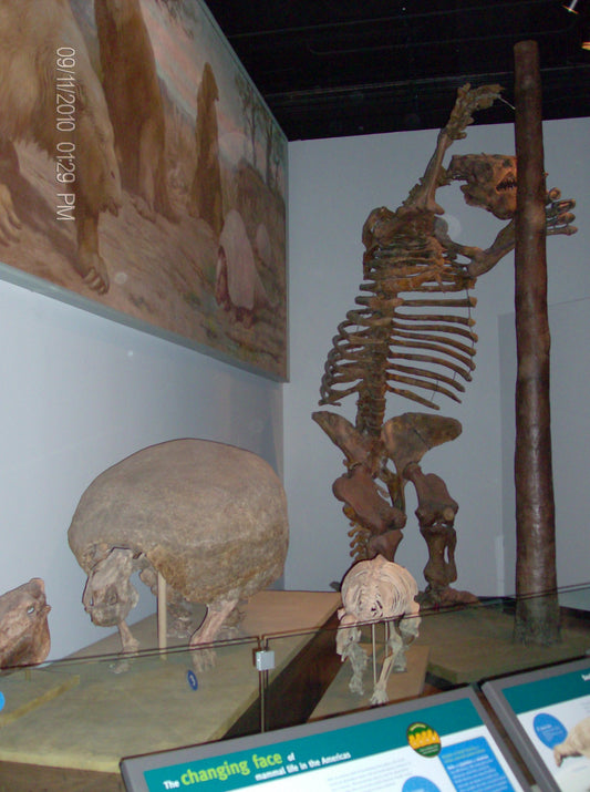 Megatherium giant ground sloth skeleton displayed in a museum, showing the huge extinct relatives of modern sloths