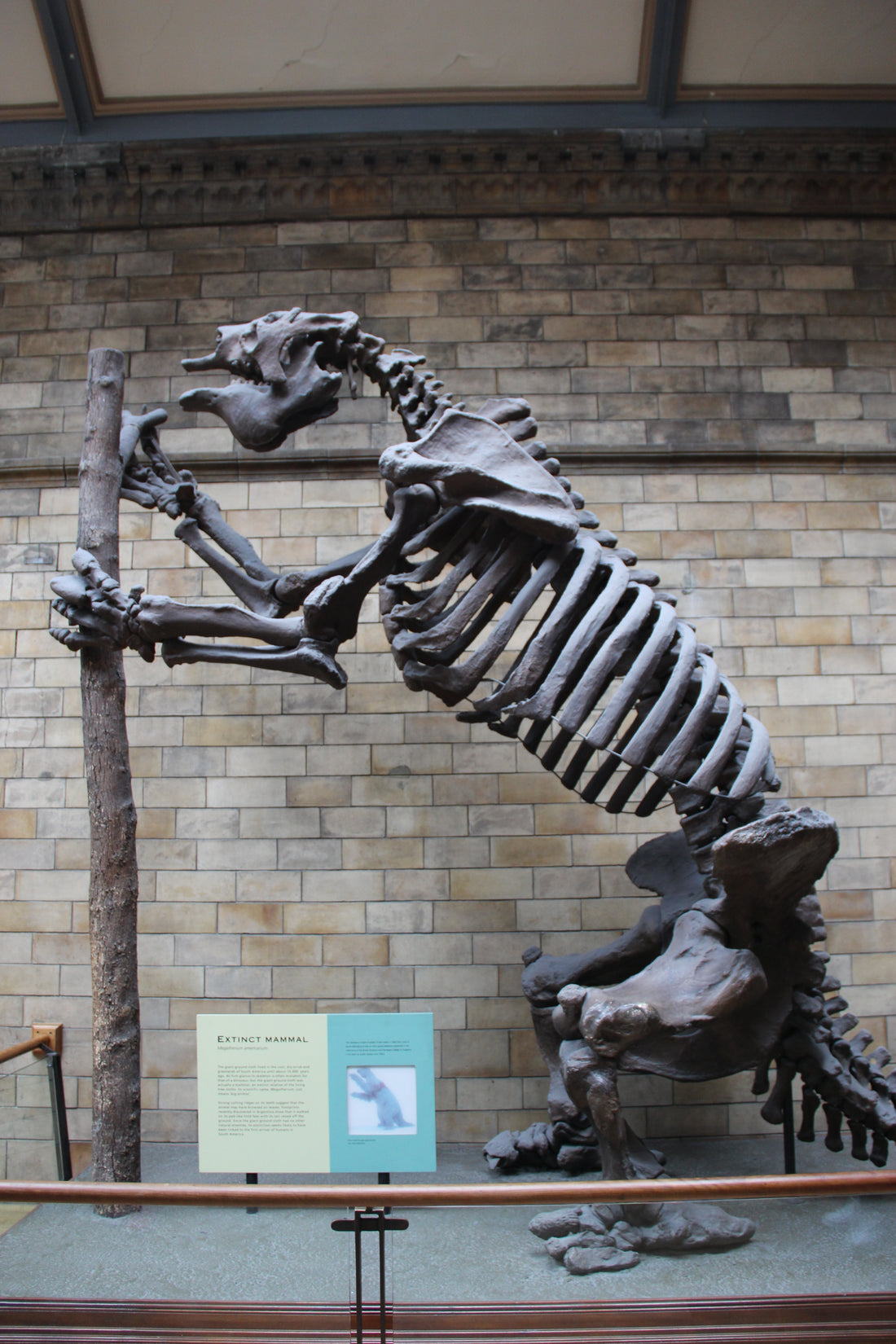 A Megatherium giant ground sloth skeleton, showing the ancient relatives of modern tree sloths