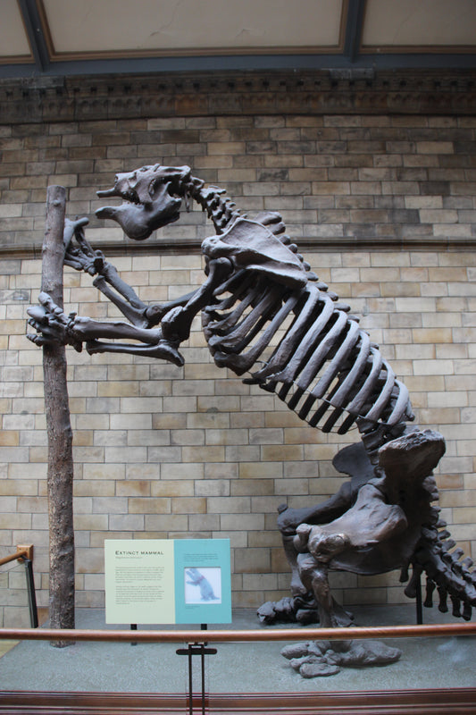 A Megatherium giant ground sloth skeleton, showing the ancient relatives of modern tree sloths