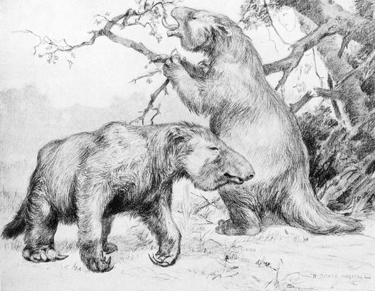 Historical illustration of the giant ground sloth Megatherium americanum walking through a prehistoric landscape