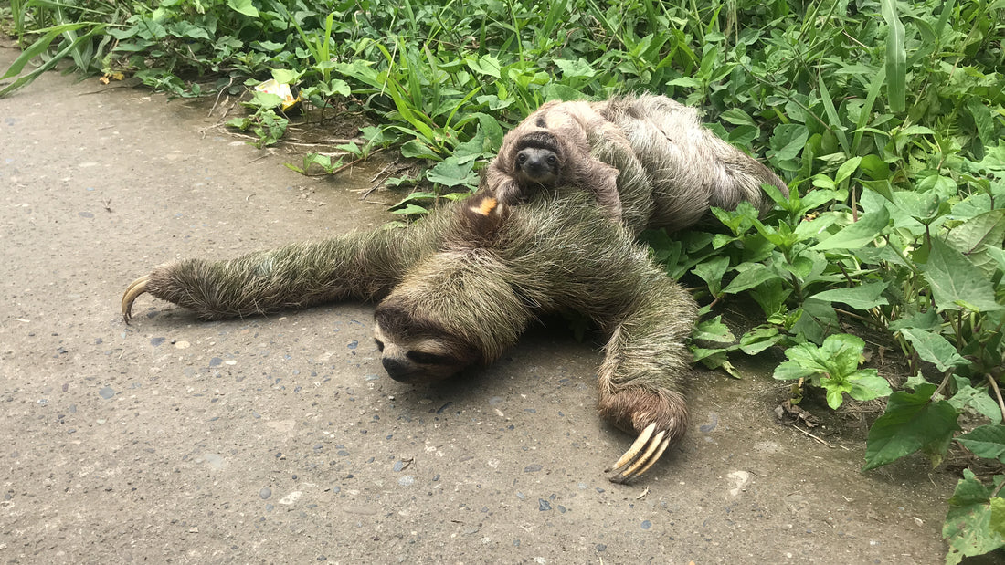 Mother sloth carrying a baby sloth
