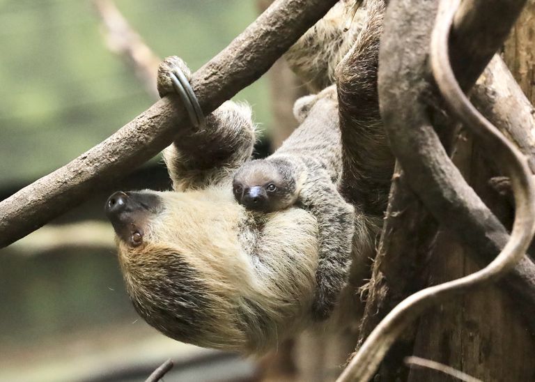 Meet the London Zoo's New Baby Sloth