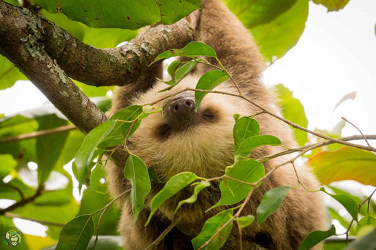Slothy Sunday: Osa, a true ‘Oso Perezoso’