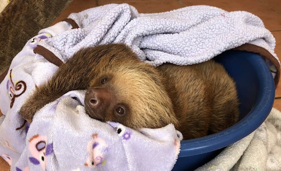 This just in — sloths are cute!