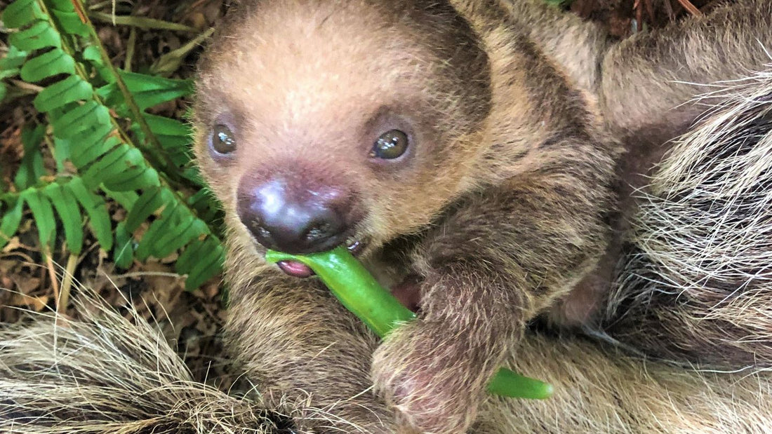 Baby sloth at Providence zoo named ‘Beany’ in memory of sloth-loving teen
