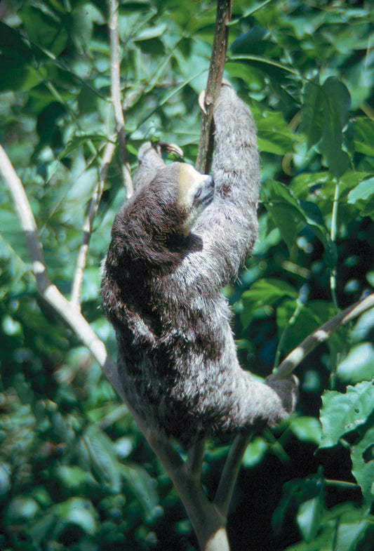 A sloth hanging upside down from a tree branch