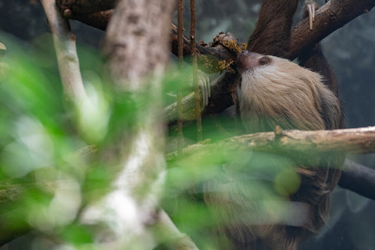 Jessie the Hoffmann's two-toed sloth resting at Woodland Park Zoo