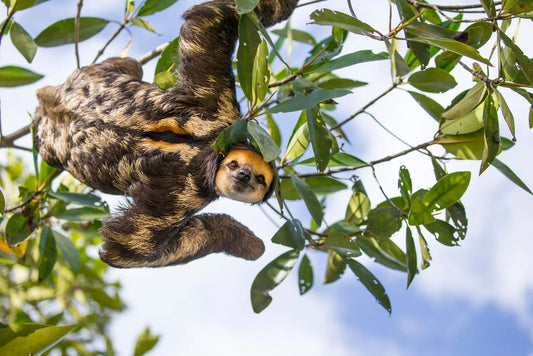 A wild sloth resting among green rainforest leaves for International Sloth Day 2026
