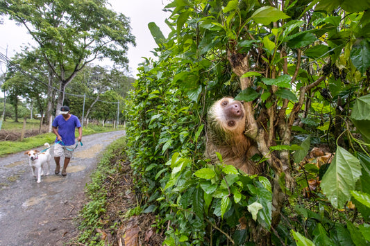 A wild sloth resting in green rainforest foliage in Costa Rica