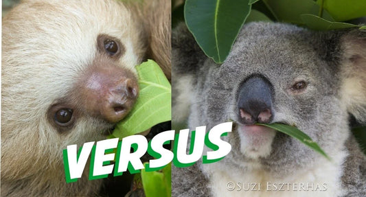 A sloth and a koala pictured side by side for a comparison of their tree-dwelling lives