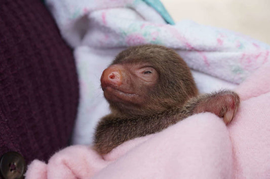 Baby orphan sloth rescued by boat and plane