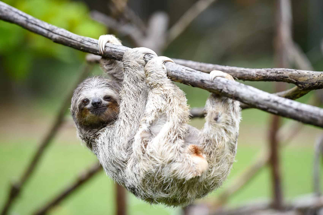 Sloths in Costa Rica: 11 Little Known Facts