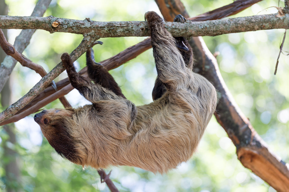 A brown-throated three-toed sloth moving carefully along a tree branch in Costa Rica