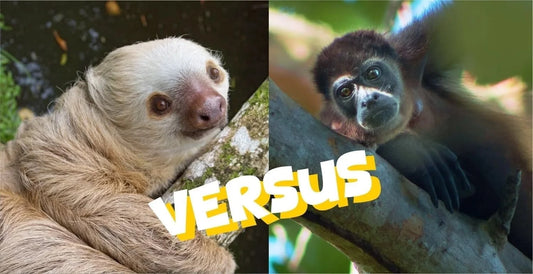 Sloth and howler monkey comparison in a green rainforest canopy