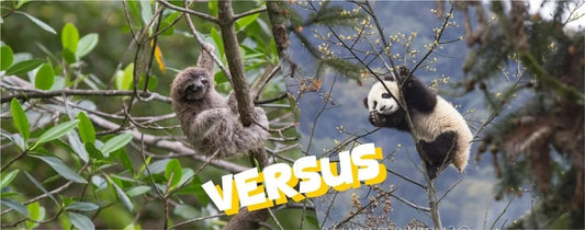 A sloth and a giant panda pictured together for a comparison of their different forest lifestyles