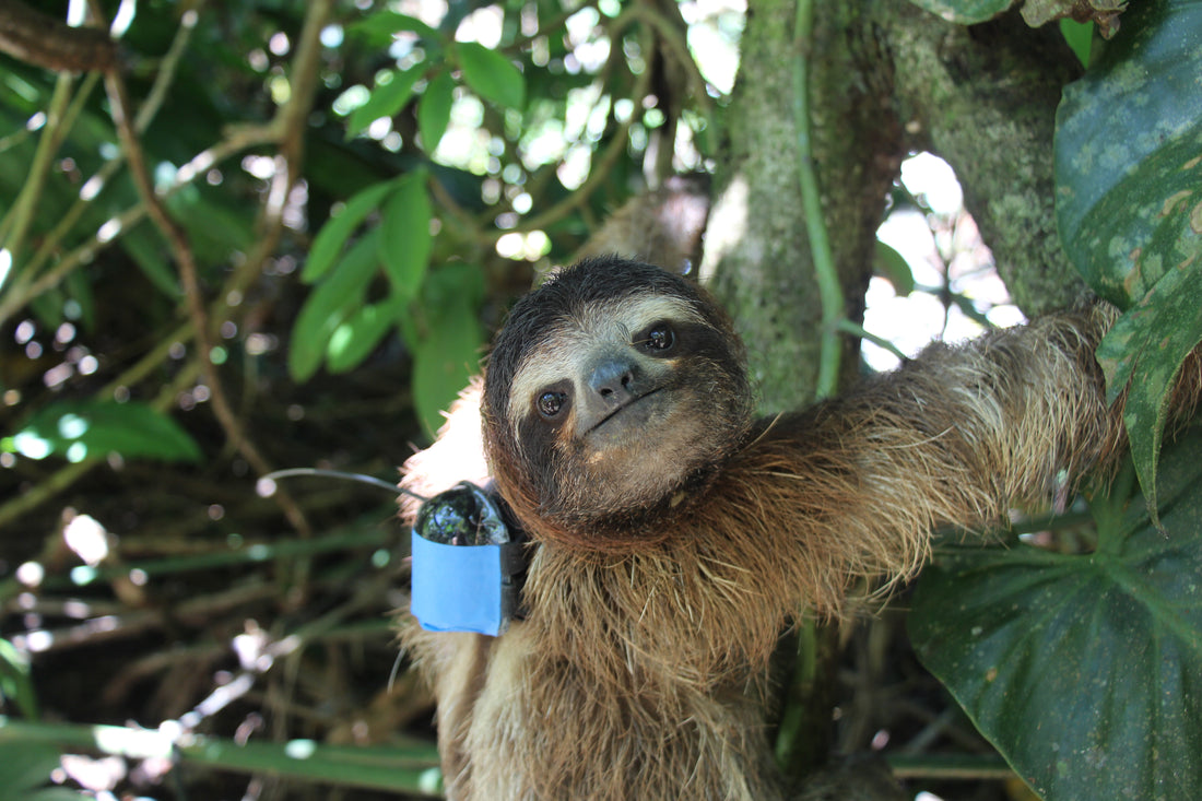 A three-fingered sloth wearing a small research backpack as part of a monitoring project