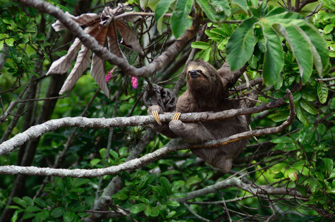 A sloth resting in a tree canopy