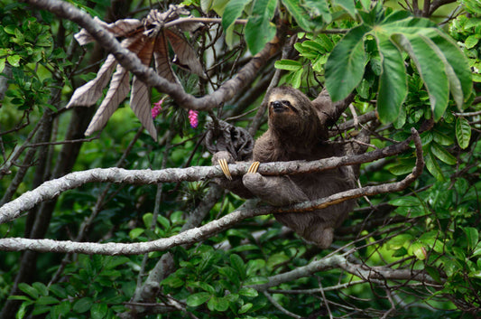 A sloth resting in a tree canopy