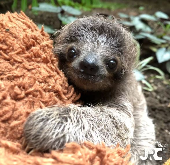 Heartbroken Sloth Mother Rushes To Reunite With Fallen Baby