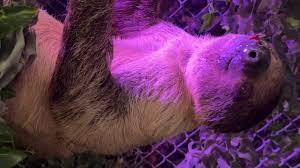 LI Sloth Encounters accused of abusing sloths after undercover investigation
