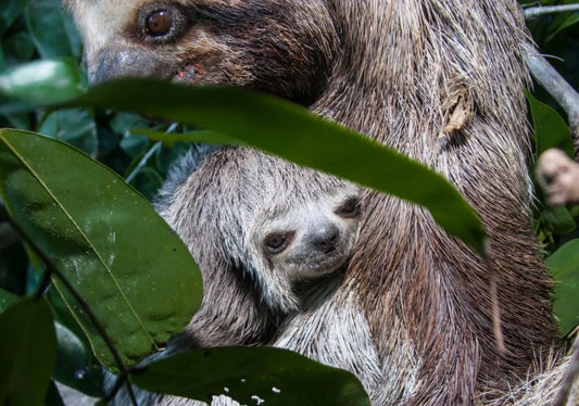 Wildlife Rescue Reuniting Baby Sloth With Mom Tugs at the Heartstrings