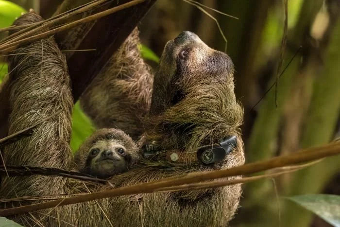 Suzi the sloth wearing a GPS collar while resting in a tree