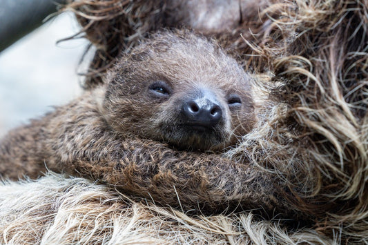 Xena the Linnaeus's two-toed sloth carrying her baby at San Diego Zoo