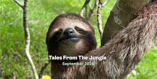 A smiling sloth clinging to a tree in a green jungle beneath the words Tales From The Jungle September 2026