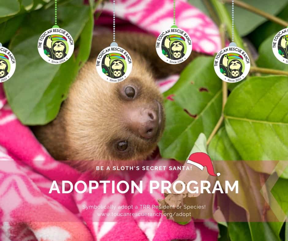 The best present we can give this year? – Sloth Gift Shop