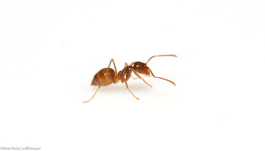 Close-up of a tawny crazy ant, Nylanderia fulva, an invasive species that can disturb sloths and rainforest wildlife