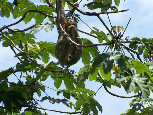 Three-toed sloth resting on a cecropia tree in Costa Rica