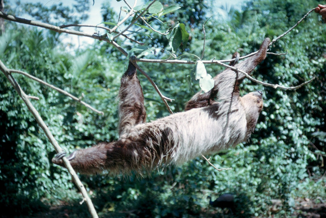 A two-toed sloth hanging beneath a tree branch, showing its long shaggy fur