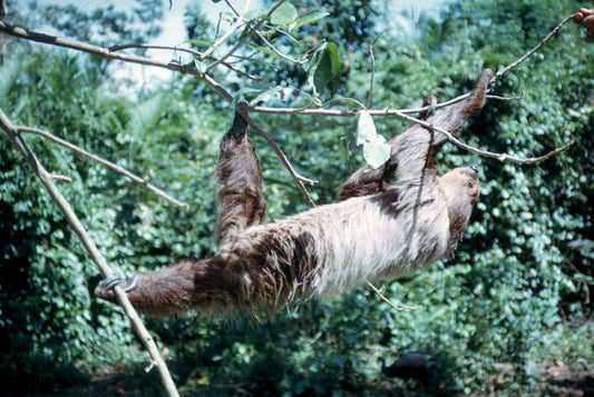 A two-toed sloth hanging beneath a tree branch, showing its long shaggy fur
