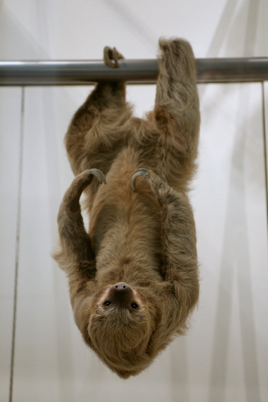 A two-toed sloth showing the mouth and face, useful for explaining how sloth teeth suit a leafy diet