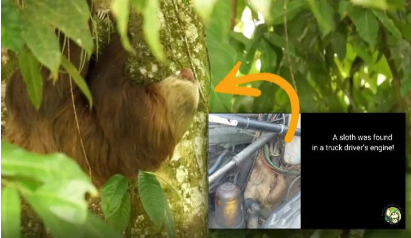 Sloth Safely Returned to Trees After Accidentally Taking A 64 Kilometre Truck Trip