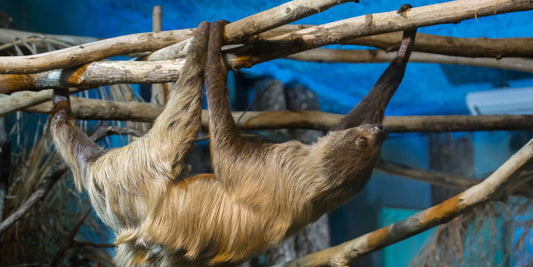 Climate Change & Sloths