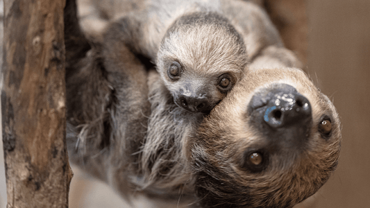 Mother's Day - The Gentle Bond Between Mother and Baby Sloths