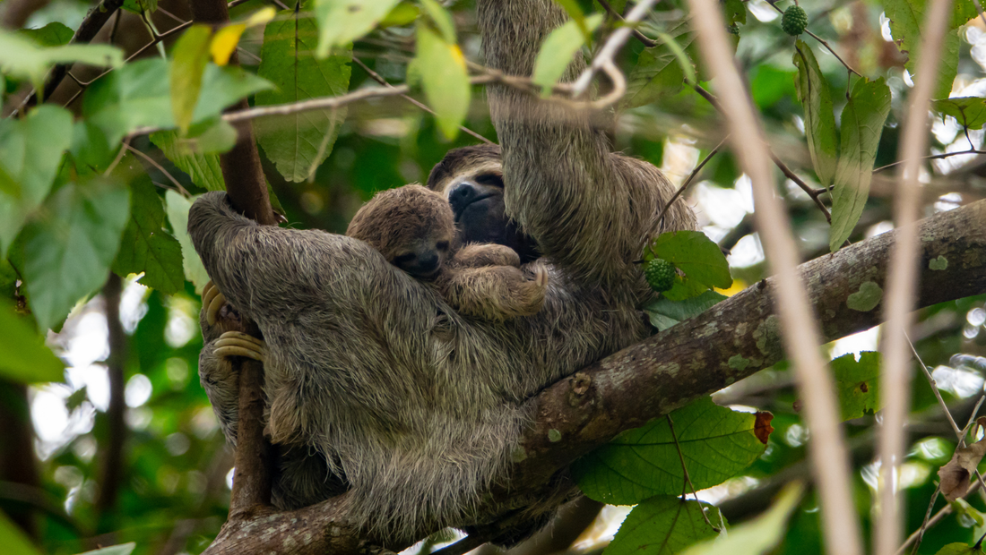 Father's Day - Father and Baby Sloths: Understanding the Truth Behind Sloth Parenting