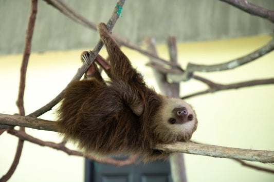 Sloth featured in new rainforest animal exhibit at Academy of Natural Sciences