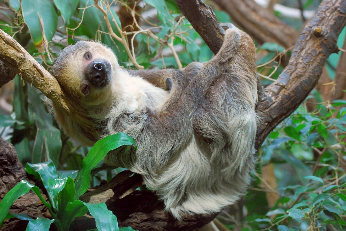 Linnaeus's two-toed sloth resting in a tree, photographed by Zoo Berlin