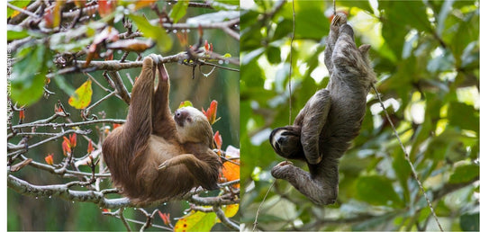 Brown-throated three-toed sloth moving through green rainforest foliage