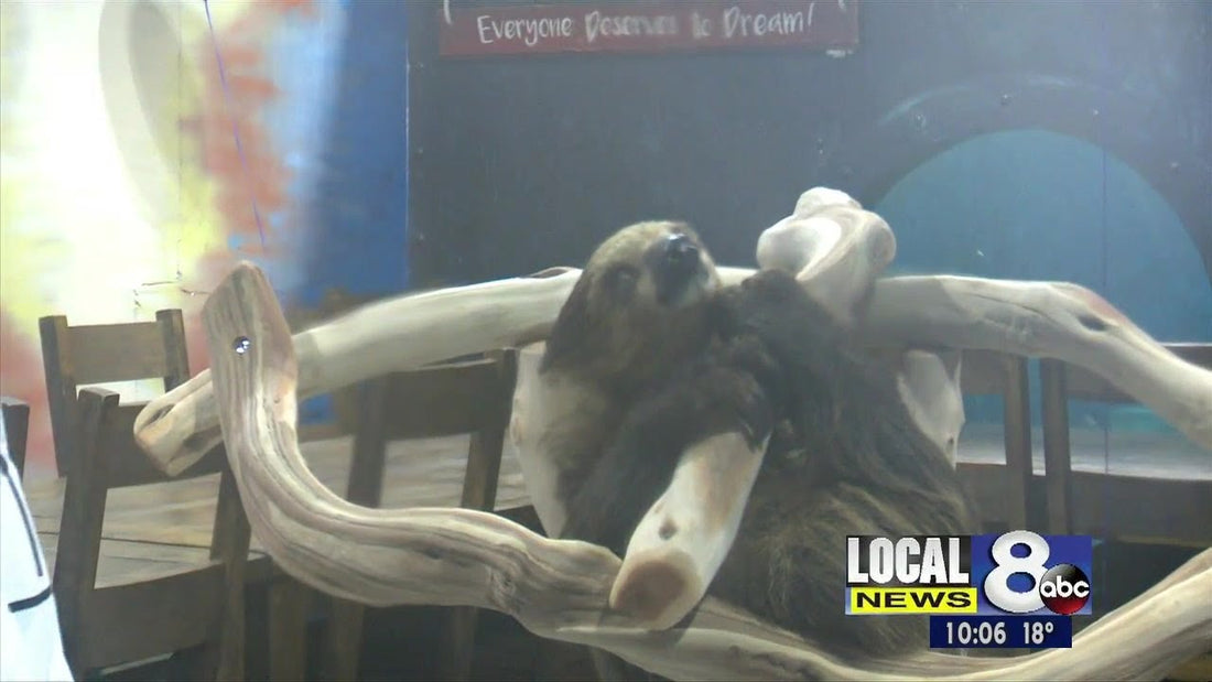 Aquarium introduces New Sloth to visitors