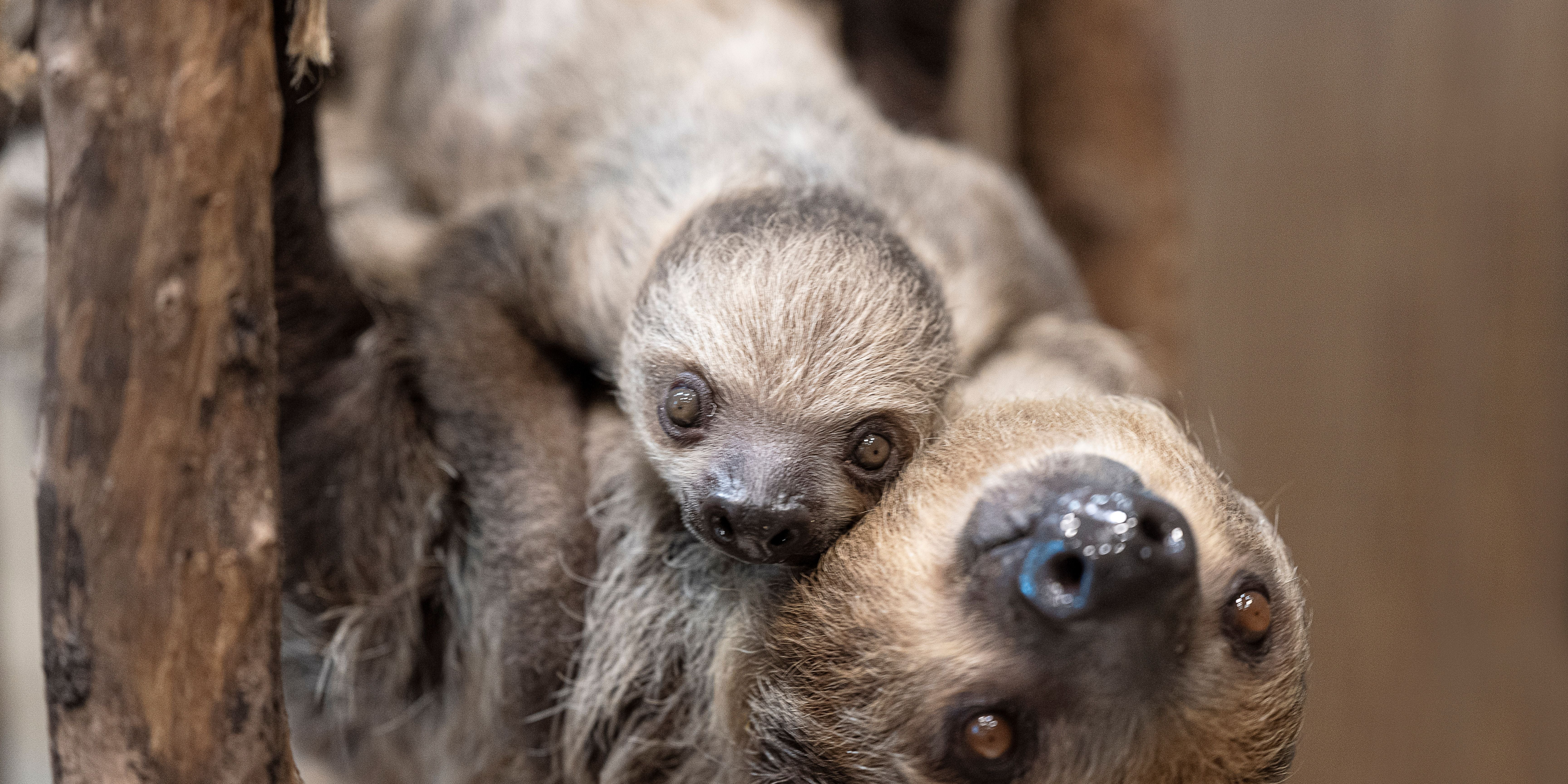 Baby Sloths: Tiny, Fuzzy Bundles of Chill – Sloth Gift Shop
