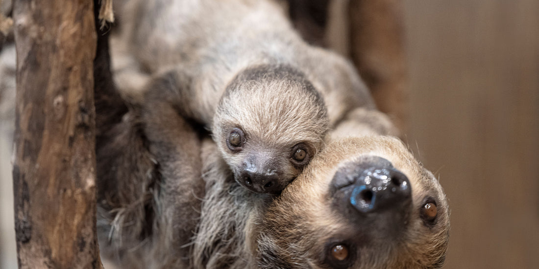 Baby Sloths: Tiny, Fuzzy Bundles of Chill