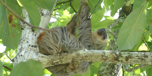 Where Sloths Live: Their Natural Habitat & Range