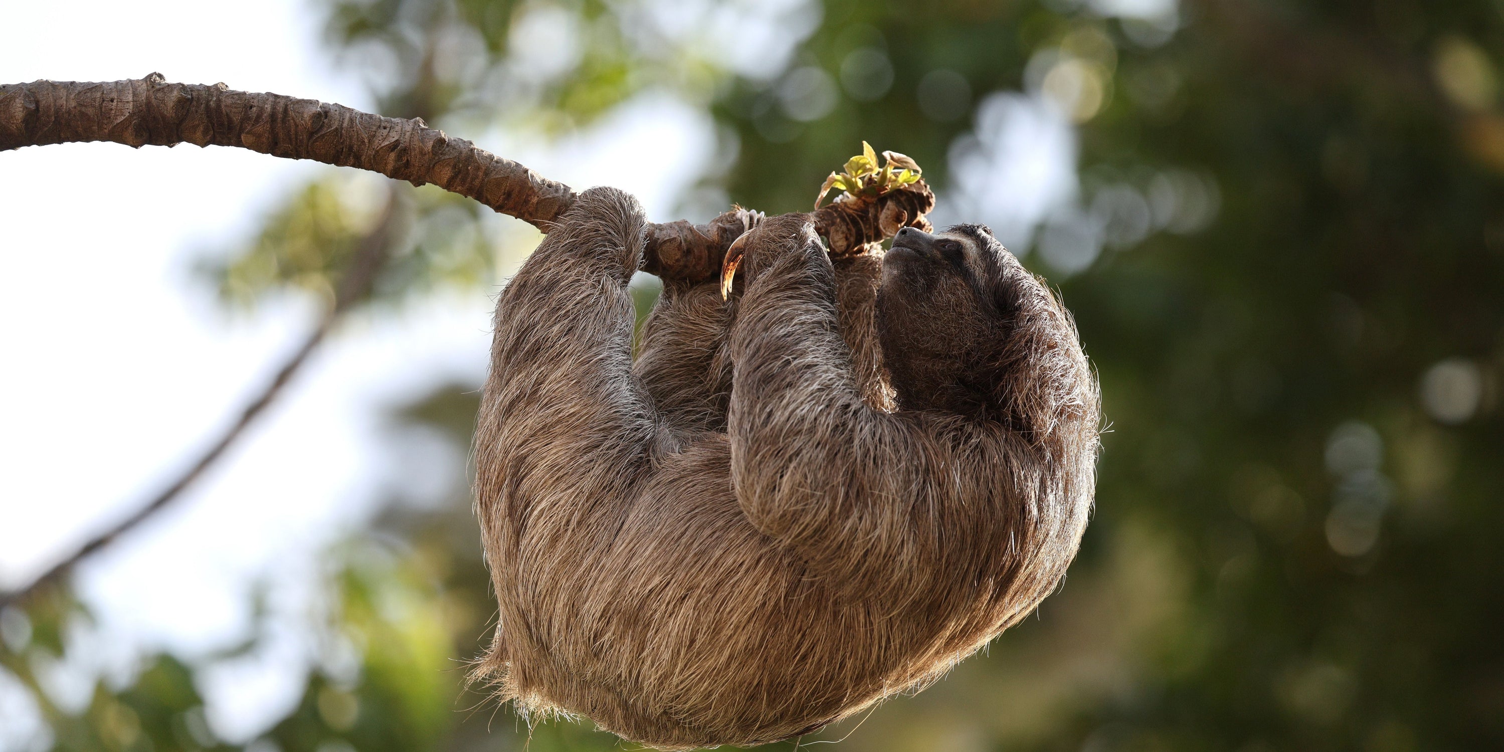 Sloth Diet – What Sloths Eat And How Their Digestion Works – Sloth Gift ...