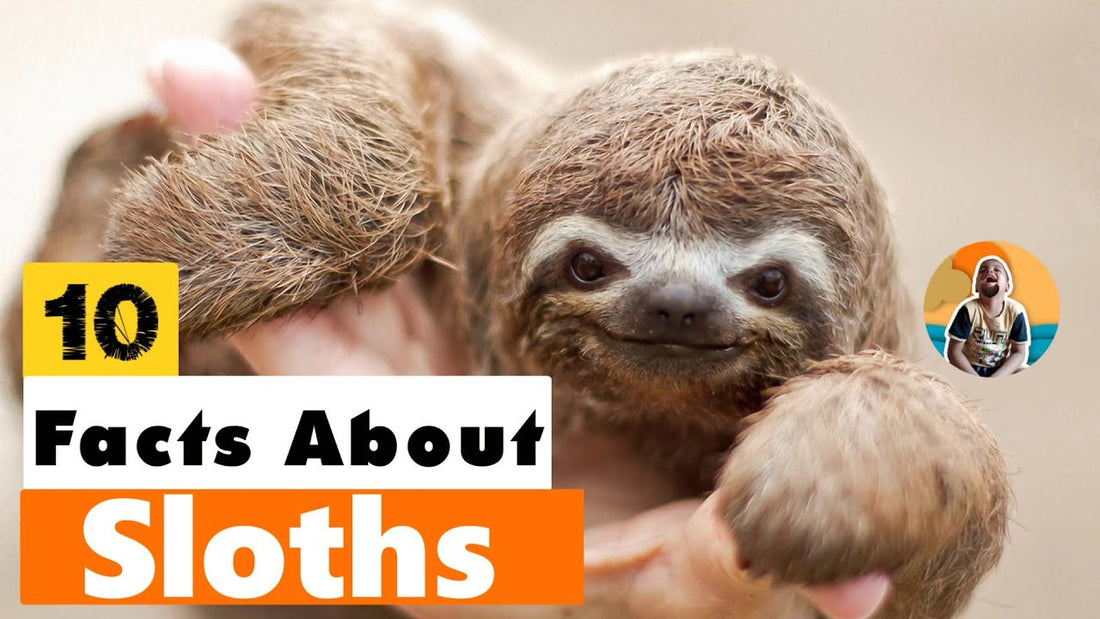 Sloth: 10 Fun facts