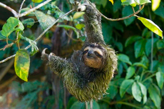 A brown-throated three-fingered sloth with green algae visible in its fur