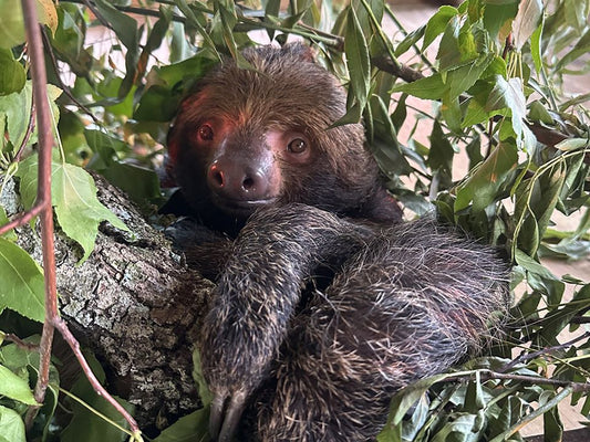Chewie the rescued two-toed sloth resting among branches at Central Florida Zoo