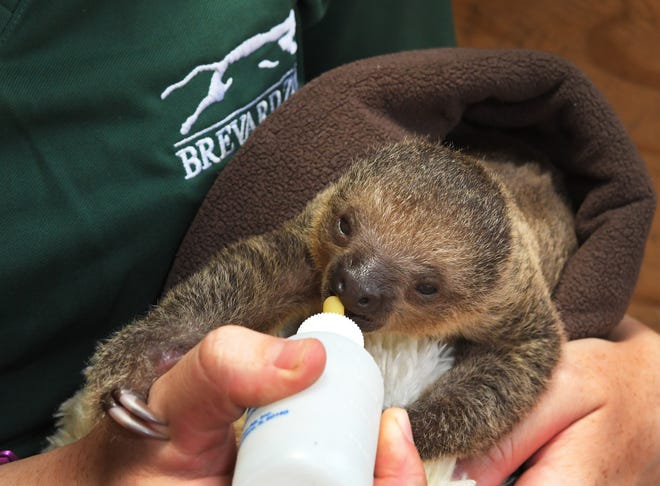 Infant Sloth rejected by Mother